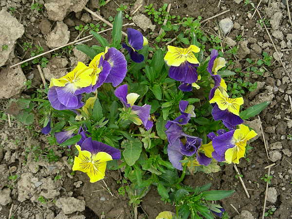 pansy in flower